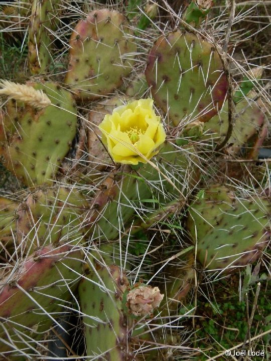 Opuntia charlestonensis cf. Az ©JLcoll.4861